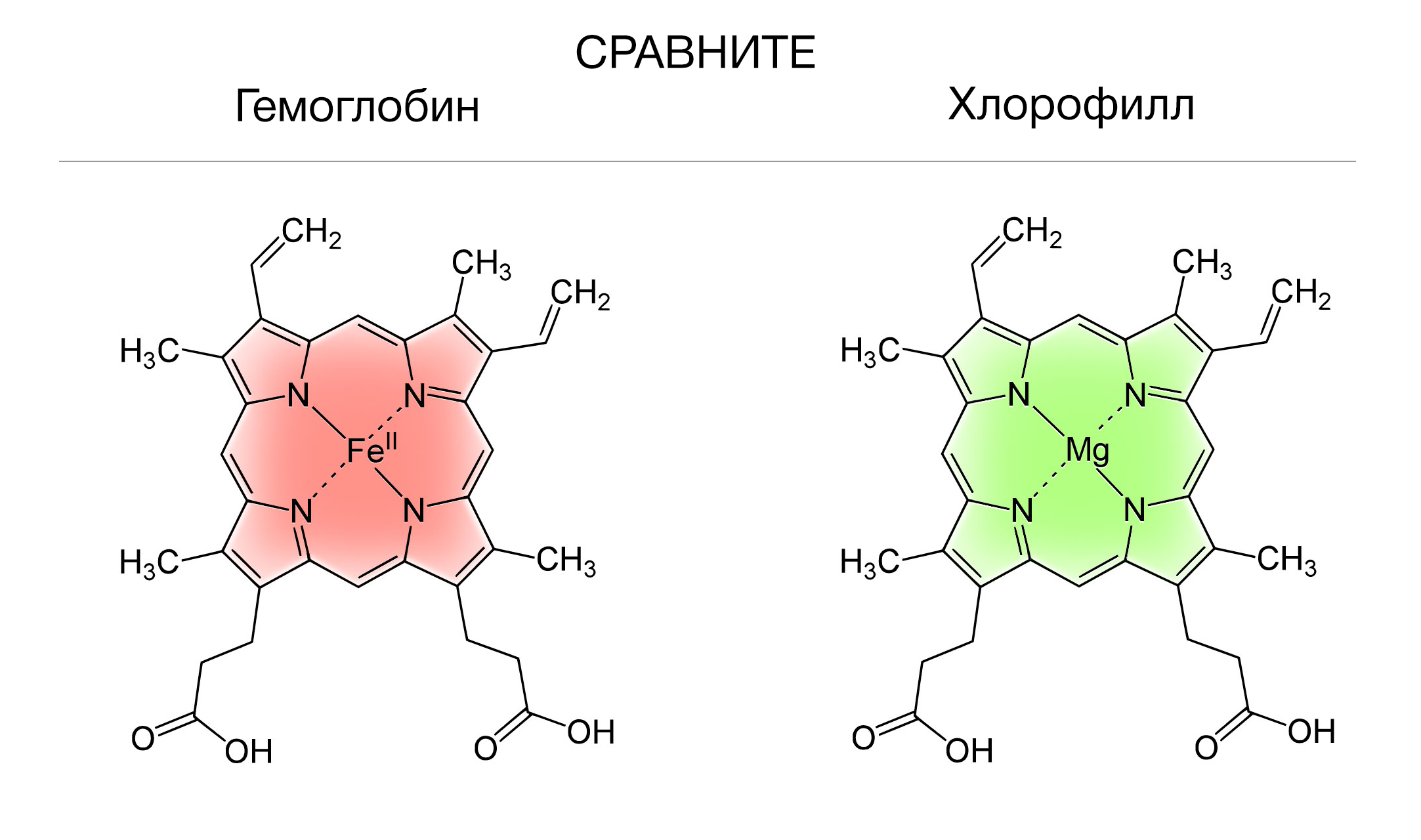 Хлорофилл молекула