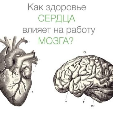 Как здоровье сердца влияет на работу мозга?
