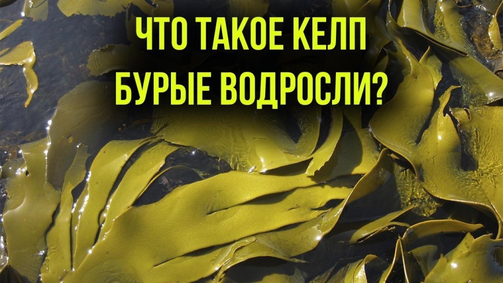 Что такое Келп - бурые водоросли? - Блог Врача о Здоровье