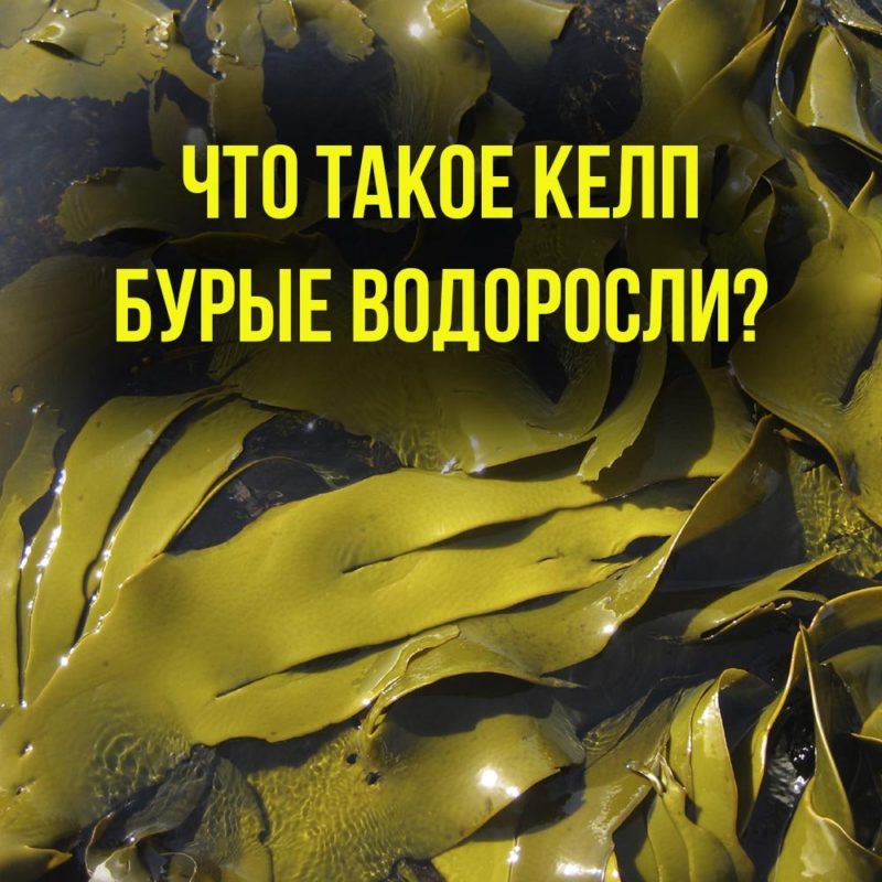 Сайт дистрибьютора NSP в России - [Nature's Sunshine Products]